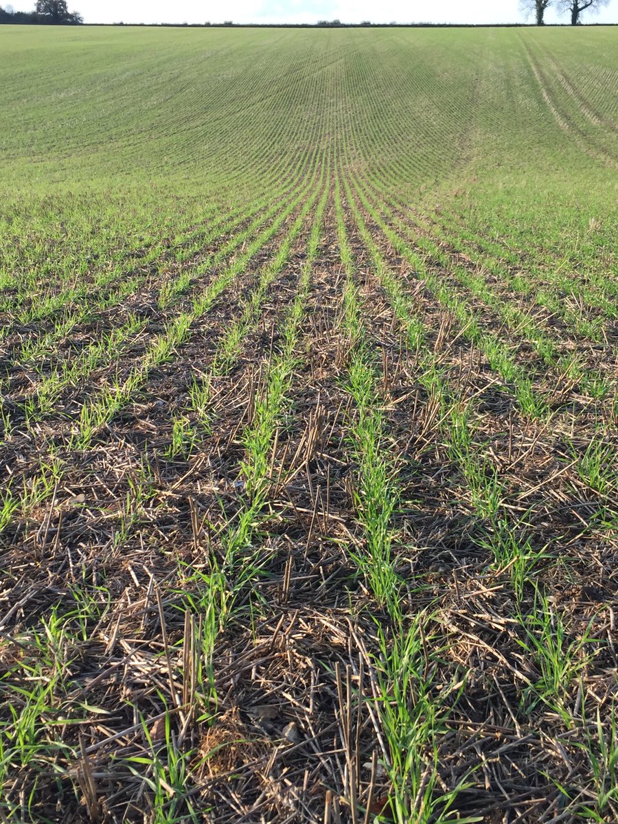 fowell103's tweet photo. @SyngentaCropsUK Shabras 2nd wheat no till @CrossSlot drilled 26 mins and 12 lts diesel per ha @No1FarmerJake ! https://t.co/LyON4FBxTH