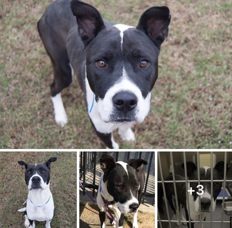 reddogsusie's tweet photo. #TN #MEMPHIS
🆘🆘CRITICAL Bertram 18mo sweet boy needs out now! SHELTER IS FULL! #ADOPT #RESCUE #FOSTER PLS HELP! 
https://t.co/qOZyB0cCyY https://t.co/WxdDxNb3eg