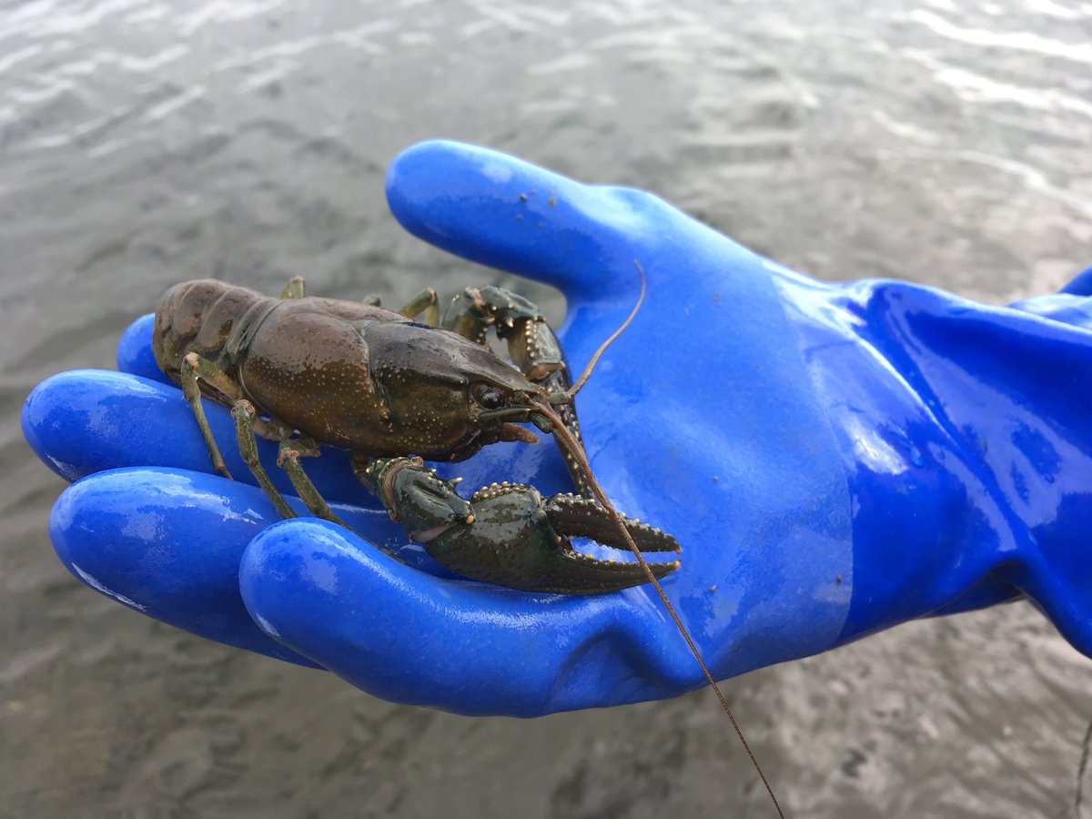 shedd_aquarium's tweet photo. Mudpuppies are the focus, but they aren’t the only thing we find in the water! #Crayfish #SheddResearch https://t.co/PkHG8Ez2kn