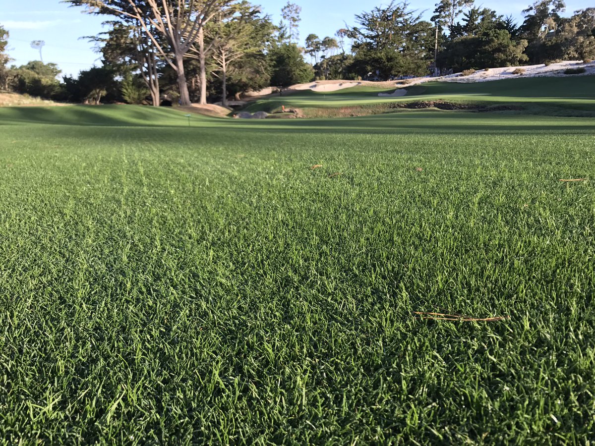 Seeing the new fairway growth take off after aerification. #turflife