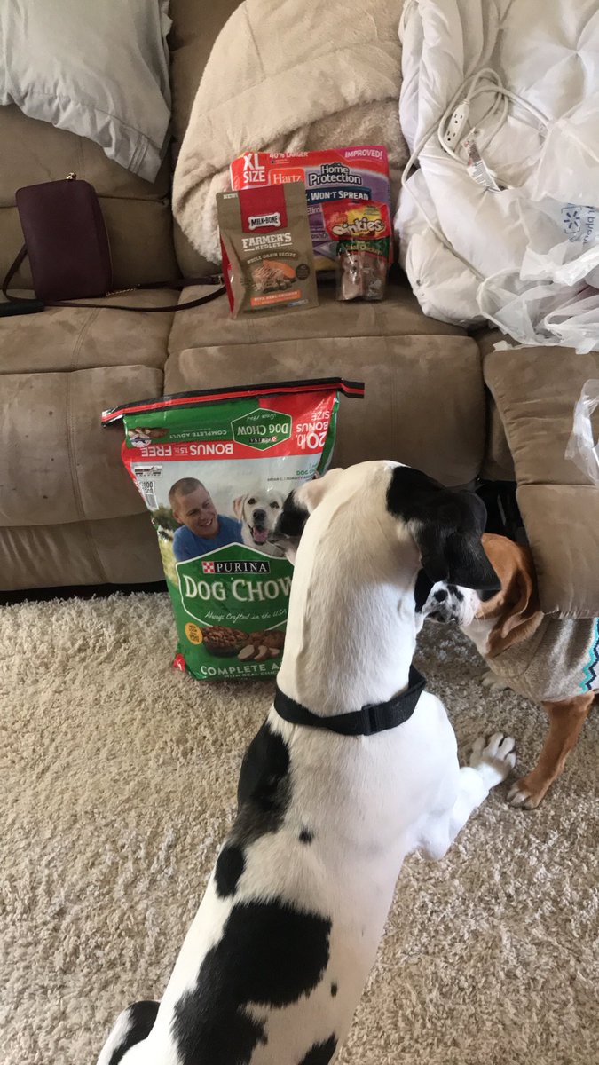 GreatDaneHomer's tweet photo. @C_Kellison46 At least Mom has a job, look what she bought me today🐶 https://t.co/ePAhheuxys