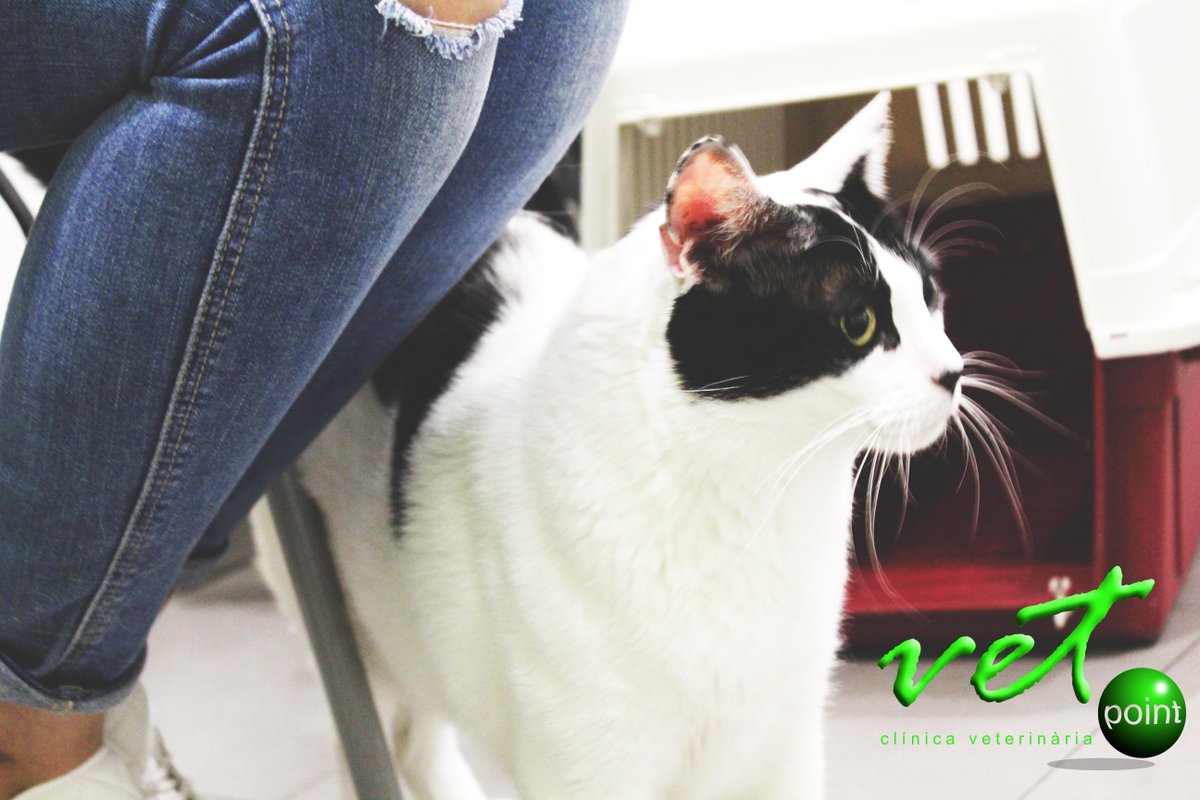 VetpointCV's tweet photo. Hola soy Talco!!
#veterinario #gato #animales #vetpoint https://t.co/Omts46kKKZ