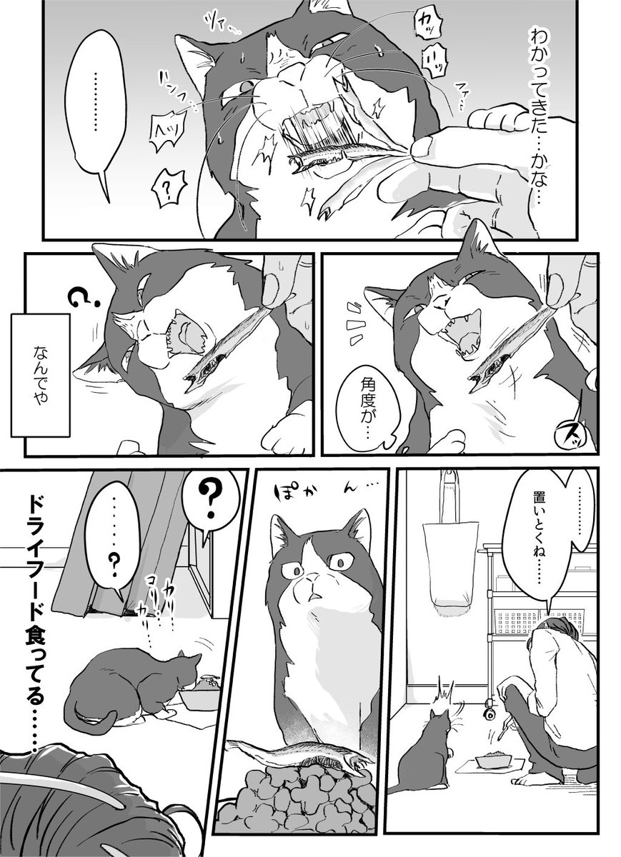 猫がおやつを貰って食べてるだけの漫画です 