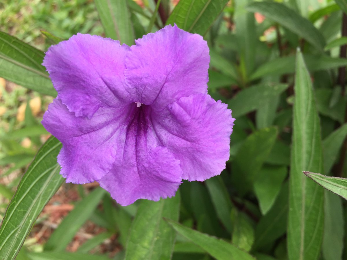 Jordan2bmine's tweet image. #FloridaFlowers #reminder #2Always #ShineBright 💋