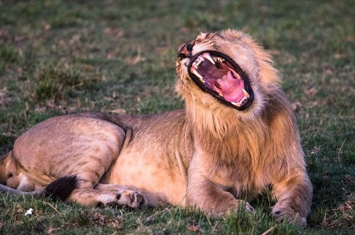 BKSafaris's tweet photo. Our wildlife our Pride https://t.co/21JKOxSV1P