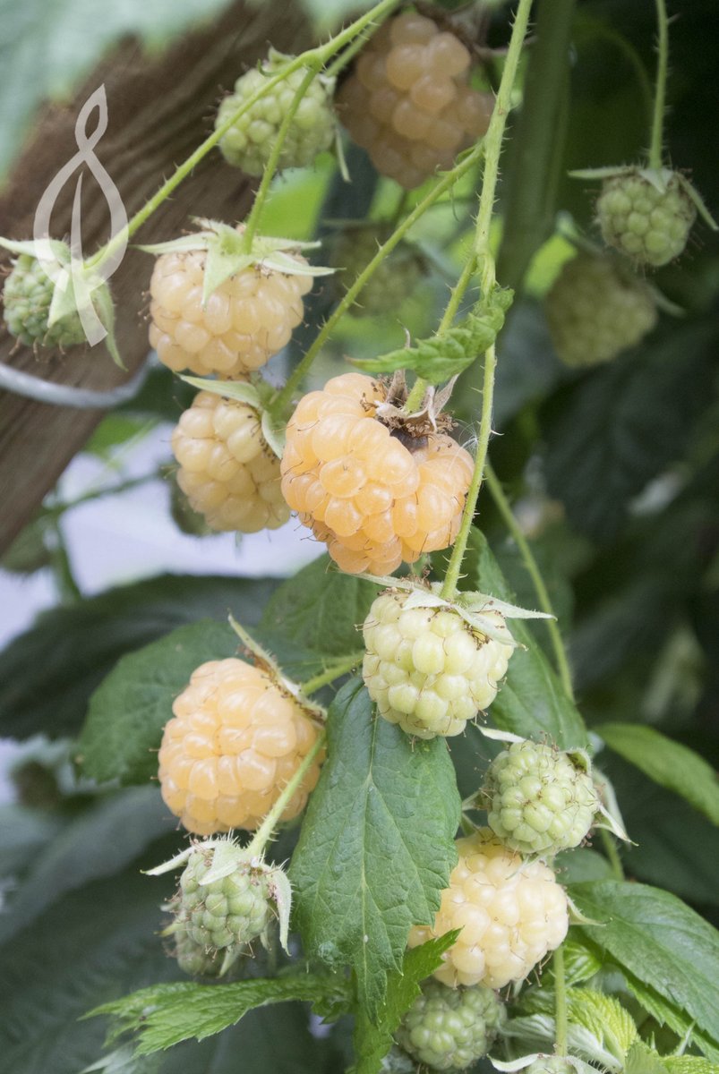 BerryBuddies's tweet photo. "All Gold" is perfect for large pots in small gardens; a great talking point to wow all your guests with! 😄 #BerryOfTheWeek https://t.co/bbALs0tPqb