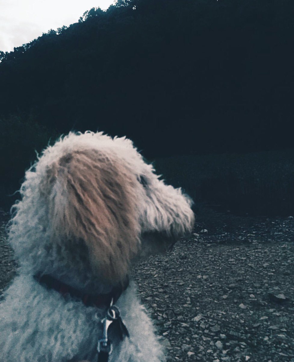 Good news for you and your furry friend, we are pet friendly 🐶