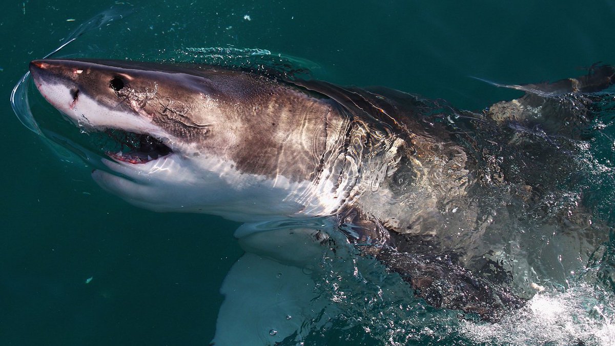 Shark attack just feet from Cuban beach kills 22-year-old man bit.ly/2hfermB?utm_so… https://t.co/MB0HC25Npx
