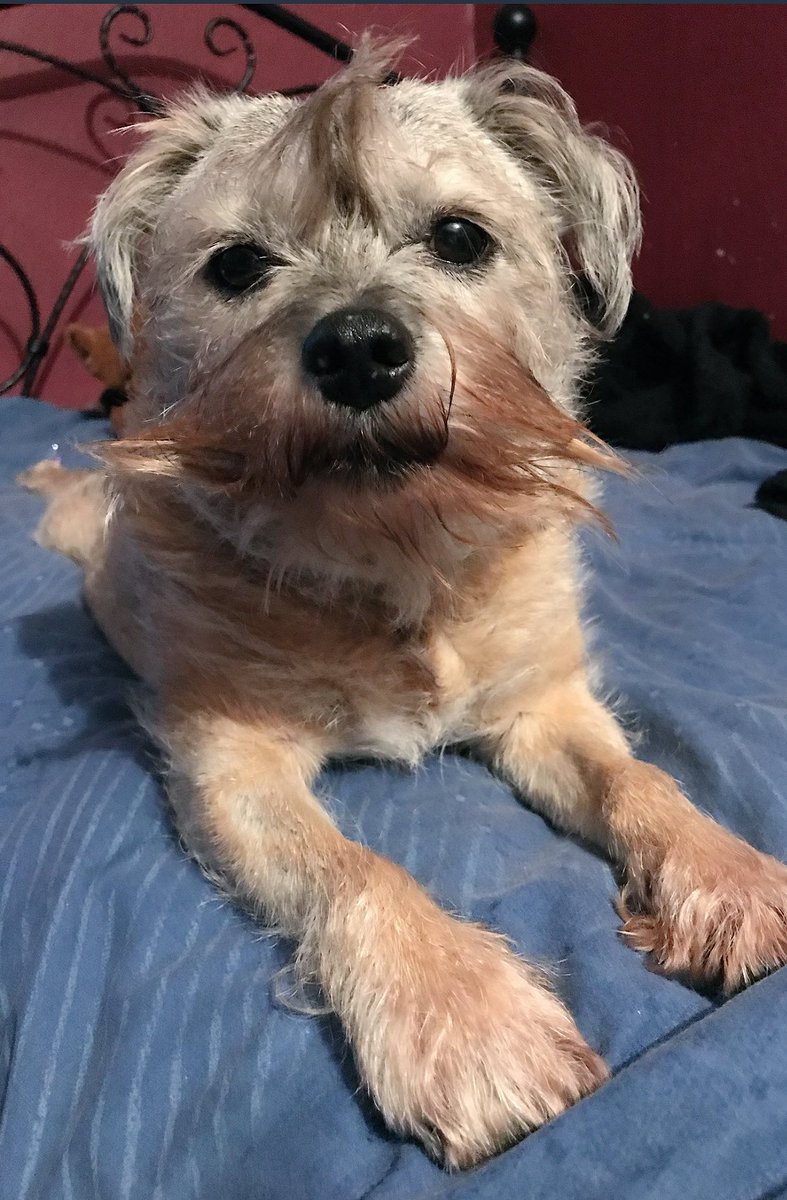 🐶💬My human won't stop messing with my beardy cus she thinks it's funny! #twistymustache 😆❤️                    #followme #instsgram #btposse