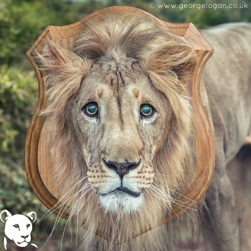 BornFreeFDN's tweet photo. Born Free leads efforts to ban trophy imports from Tanzania https://t.co/Z3cEZZe3CM https://t.co/eB3fkqVkXt