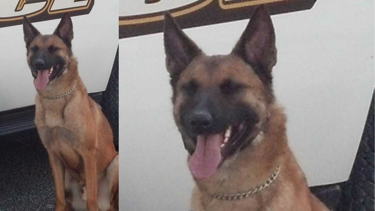 WOWK13News's tweet image. MISSING K9: The Huntington Police Department is asking for your help finding a missing K-9 officer. Please Retweet! tristateupdate.com/story/36773529…
