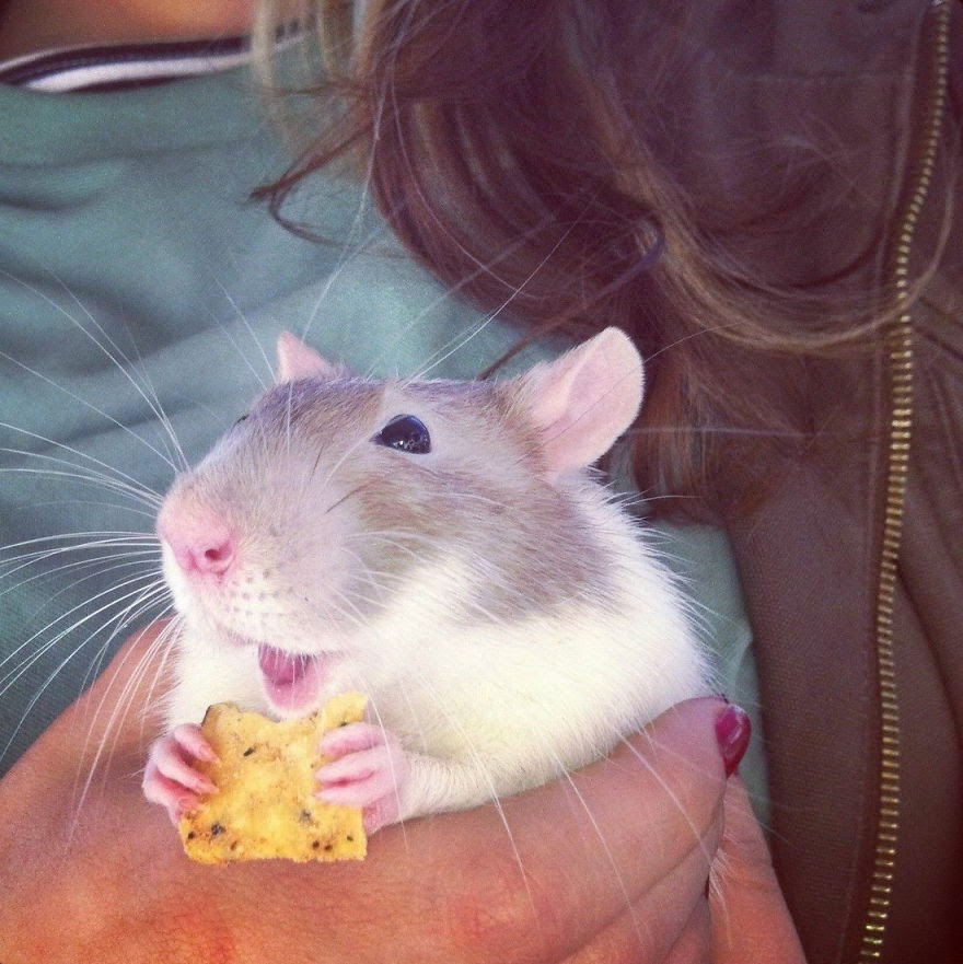 Been away for a while but now back for good to continue spreading the love for these amazing animals! 

#rats #petrats #cuterats #fancyrats