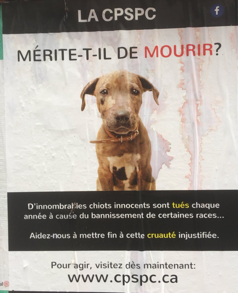 nicholatrottier's tweet photo. It’s okay boy! The bad man is gone! #BSL #polmtl #CoderreOUT #ValeriePlanteCoderre #MTL17 https://t.co/5c6yqQs8OM