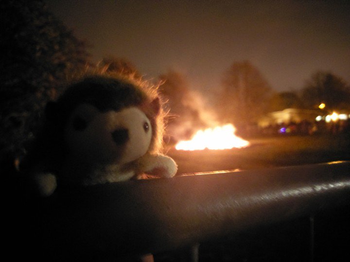 GrumpyHerman's tweet photo. @FuriouslyFree 

Herman didnt seem to mind the fire... https://t.co/tOUKzYrt1W