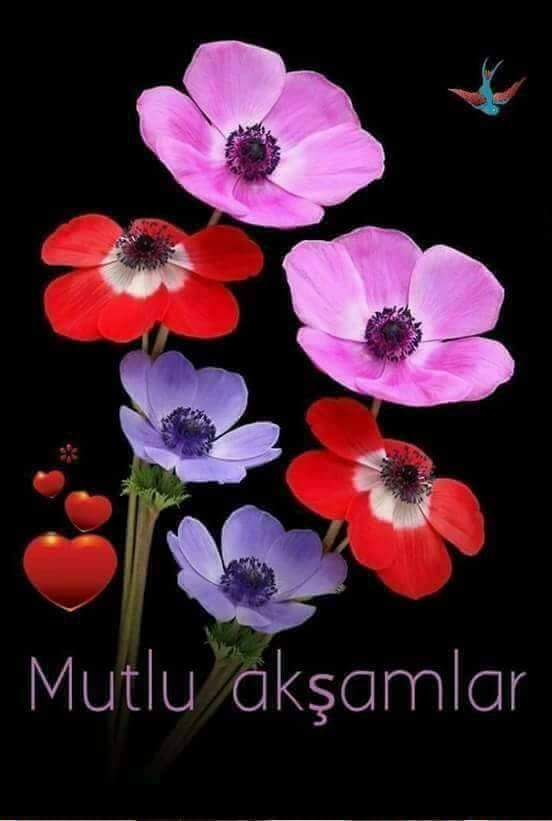 <a href="/3433md/">Mihriban</a>