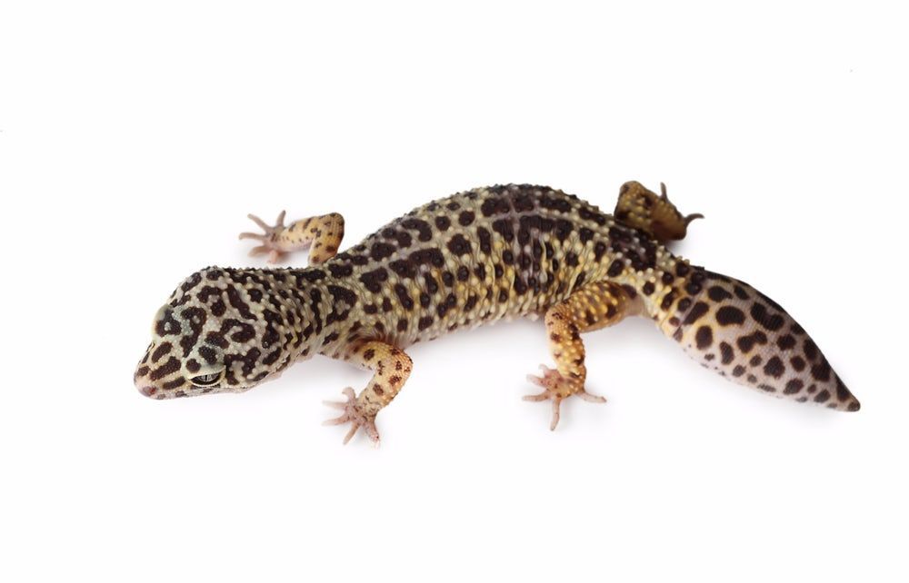 maximaxoo's tweet photo. #Future #Science: #geckos could teach people a thing or two – about #regrowing #SpinalCords
► https://t.co/yQvrvsWguR via @nwtls https://t.co/KOpUrxSls0