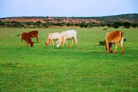 AbdinasirAbdiH's tweet photo. After harsh droughts now ranchland emerges green grasses and livestock getting good pasture. Alx #PuntlandSom #Prosperitytime @FahiimaBicir https://t.co/NJQdkMkZ6Z
