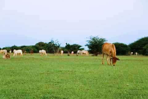 AbdinasirAbdiH's tweet photo. After harsh droughts now ranchland emerges green grasses and livestock getting good pasture. Alx #PuntlandSom #Prosperitytime @FahiimaBicir https://t.co/NJQdkMkZ6Z