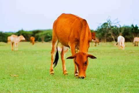 AbdinasirAbdiH's tweet photo. After harsh droughts now ranchland emerges green grasses and livestock getting good pasture. Alx #PuntlandSom #Prosperitytime @FahiimaBicir https://t.co/NJQdkMkZ6Z