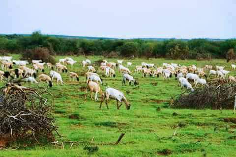 AbdinasirAbdiH's tweet photo. After harsh droughts now ranchland emerges green grasses and livestock getting good pasture. Alx #PuntlandSom #Prosperitytime @FahiimaBicir https://t.co/NJQdkMkZ6Z