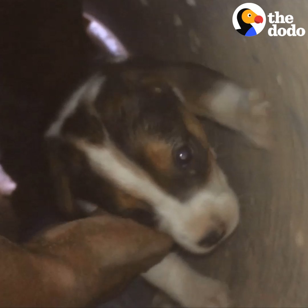 marshall pet zone online