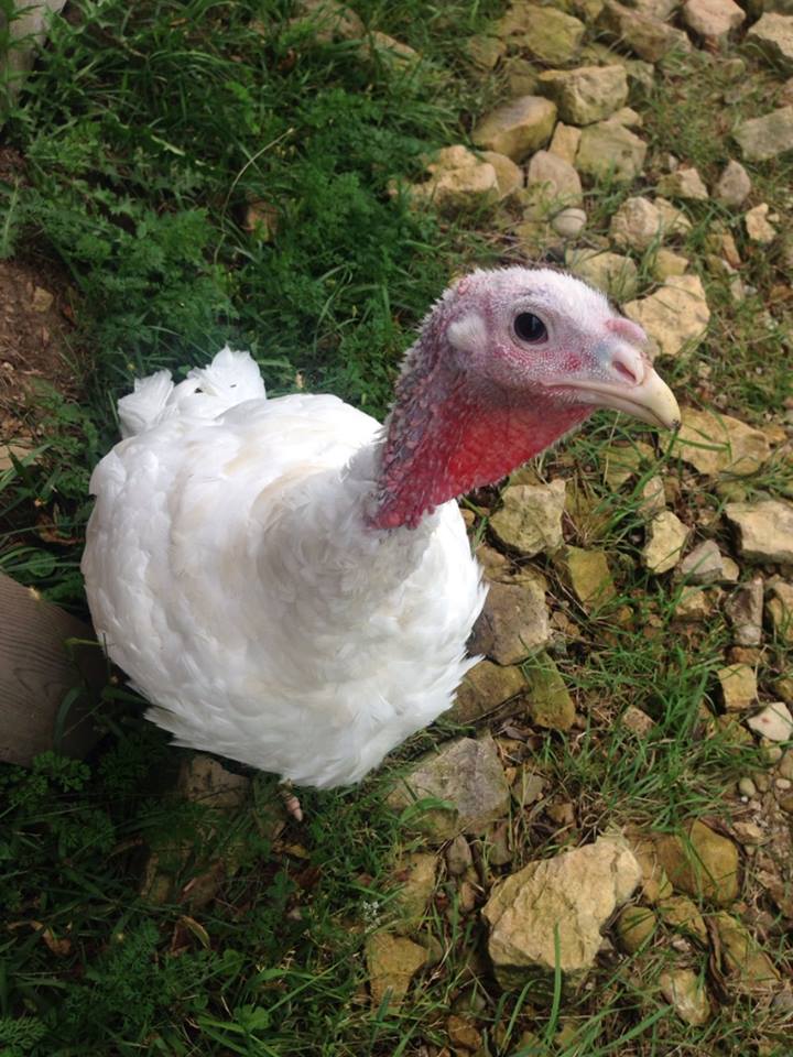 Jemma is wondering if you’ve signed up for Thanksgiving for the Turkeys yet?! 🦃 If not, register today at bit.ly/2yzP5pU!
