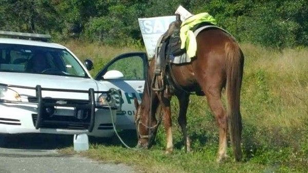 CFMonthly's tweet photo. You can get a DUI on a horse in Florida ☛ https://t.co/7WOsEShsVc https://t.co/qvsvKGh7H7