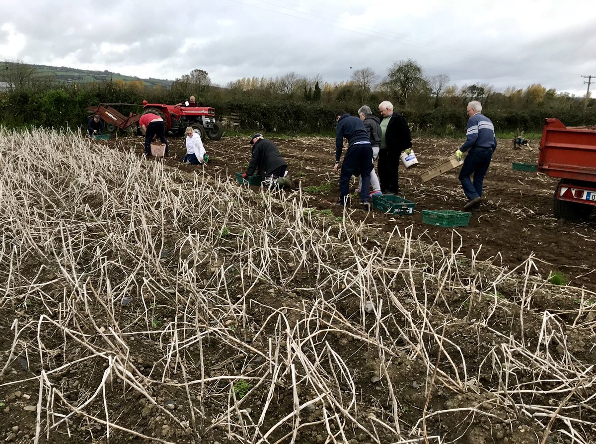 johndunphybbb's tweet photo. @JohnDunphy14 Thanks to all who picked potatoes today for St.Clare’s Hospitality Food Kirchen. Great crop.  We should have enough for a year https://t.co/Q9VhOSmfhm