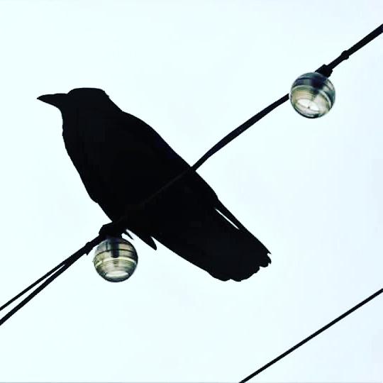 Totnesbabe's tweet photo. #itsacrowthing #crows #torquaycrows https://t.co/58liUgTZSH