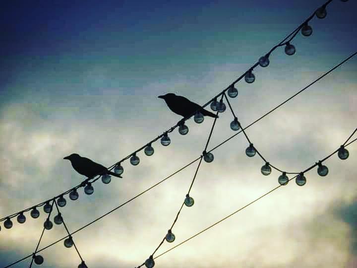Totnesbabe's tweet photo. #itsacrowthing #crows #torquaycrows https://t.co/58liUgTZSH