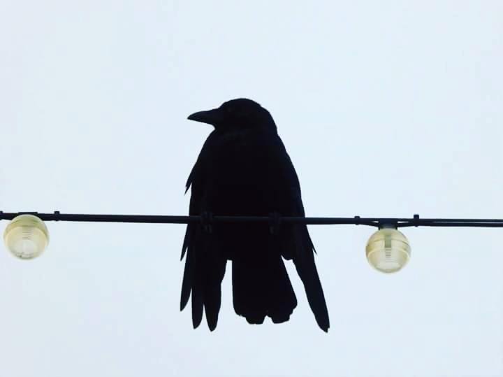 Totnesbabe's tweet photo. #itsacrowthing #crows #torquaycrows https://t.co/58liUgTZSH
