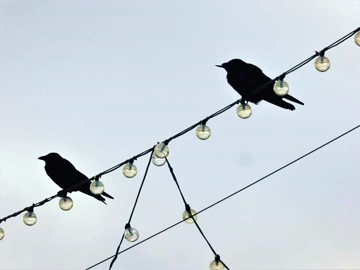 Totnesbabe's tweet photo. #itsacrowthing #crows #torquaycrows https://t.co/58liUgTZSH