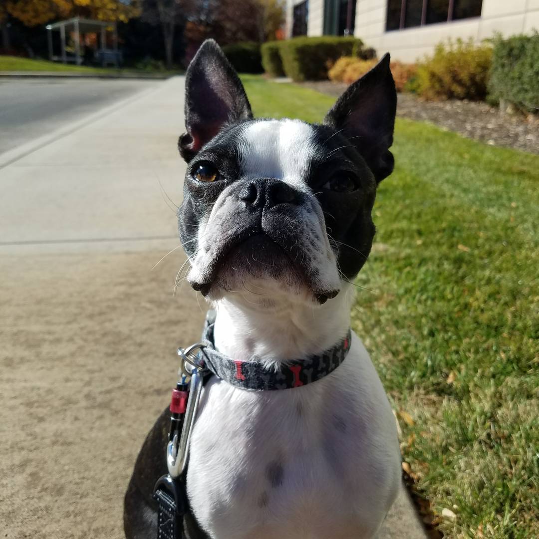 PetsBest's tweet photo. The other half of the #PetsBest crew working hard on a beautiful #Boise fall day! https://t.co/nmn1nazYX9