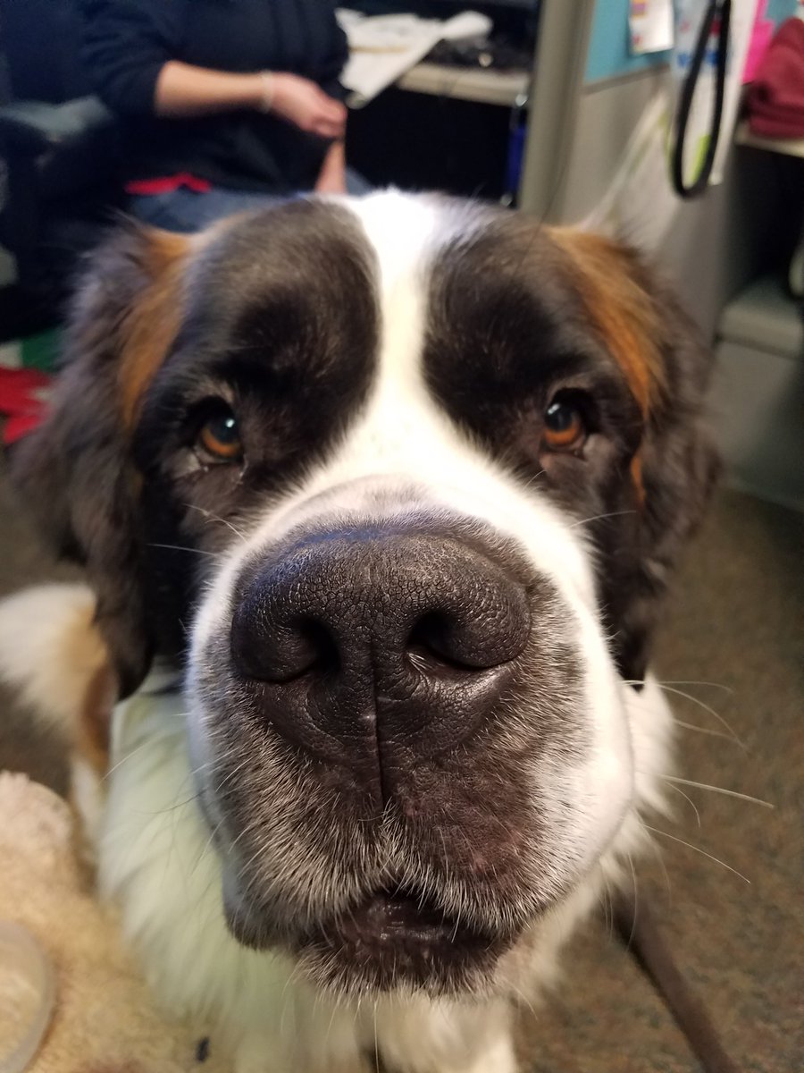 PetsBest's tweet photo. The other half of the #PetsBest crew working hard on a beautiful #Boise fall day! https://t.co/nmn1nazYX9