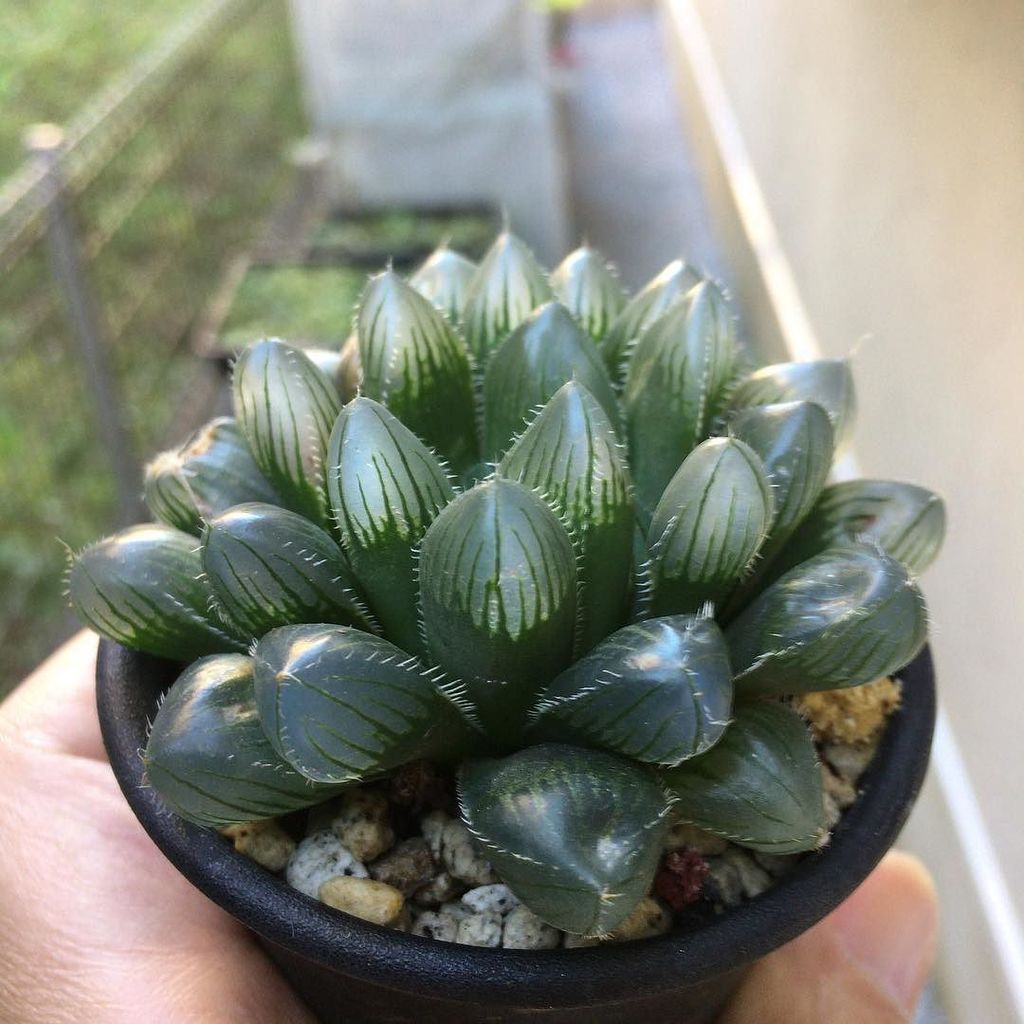 O Xrhsths カブトガニジョン Sto Twitter Haworthia Obtusa X Venusta ハオルチア 毛羽トルンカータ オブツーサ ベヌスタ 交配 綺麗な透明度のある葉先ですね 多肉植物 ハオルチア Succulent Haworth Https T Co Gajacbahzm Https T Co Lzu8cd1t8l
