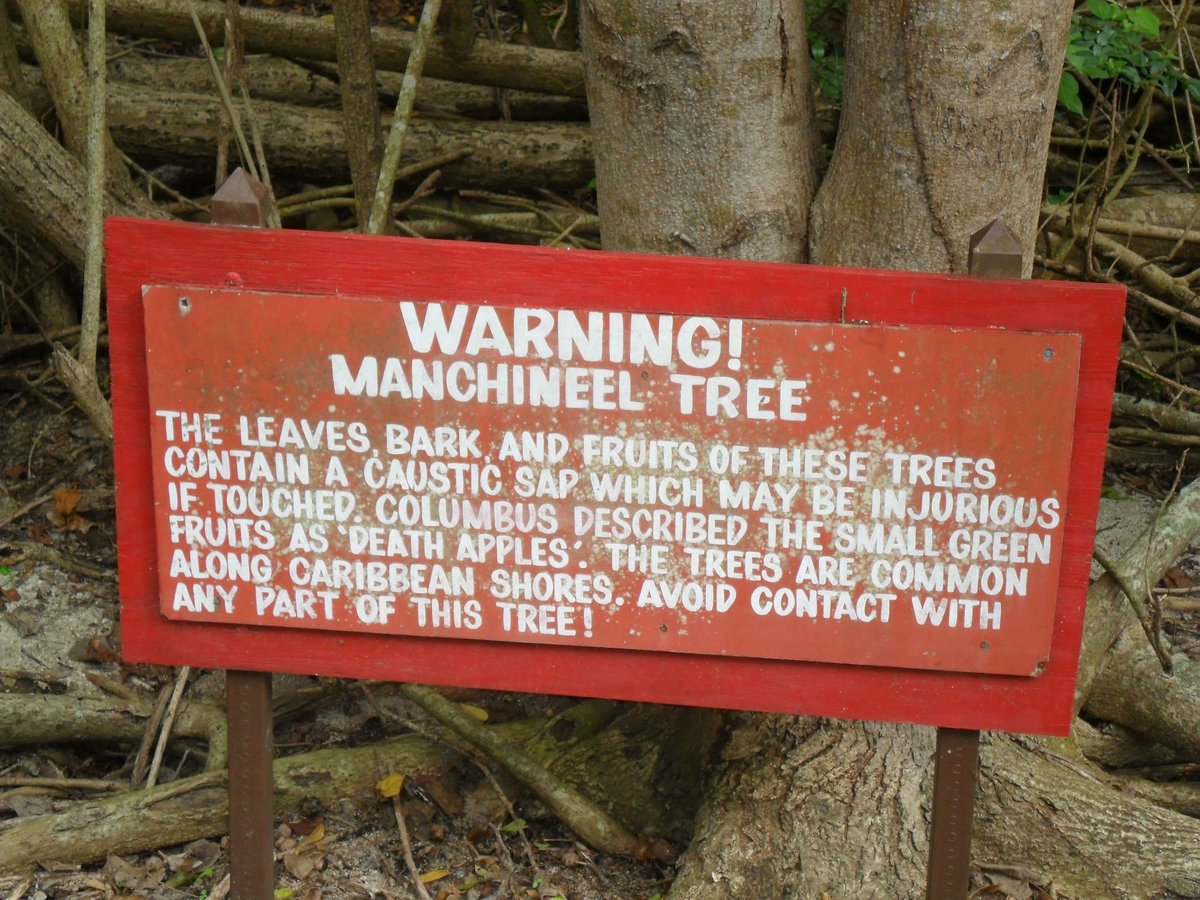 RootCauseLLC's tweet photo. The Manchineel tree, native to Florida is considered the most poisonous tree in the world. #trees #treefacts https://t.co/1d61gGbIfN