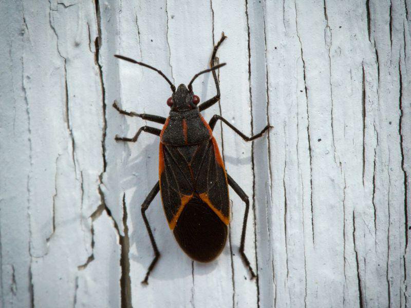 LISTEN: The Box Elder Bugs Are Back In Force dlvr.it/Pxb2Z5 https://t.co/Bh9R7dX7NZ