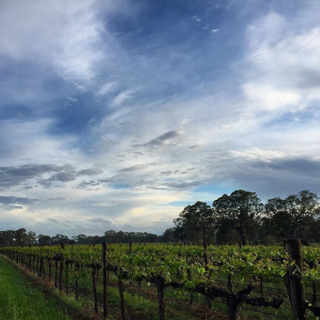 sparky_moira's tweet photo. #coonawarra #bigskycountry #spring #run2explore #getoutside #wymtm #roadtrip #workperks #wine #oak https://t.co/DOM6vNHnFO https://t.co/MIgKIi0Nz0