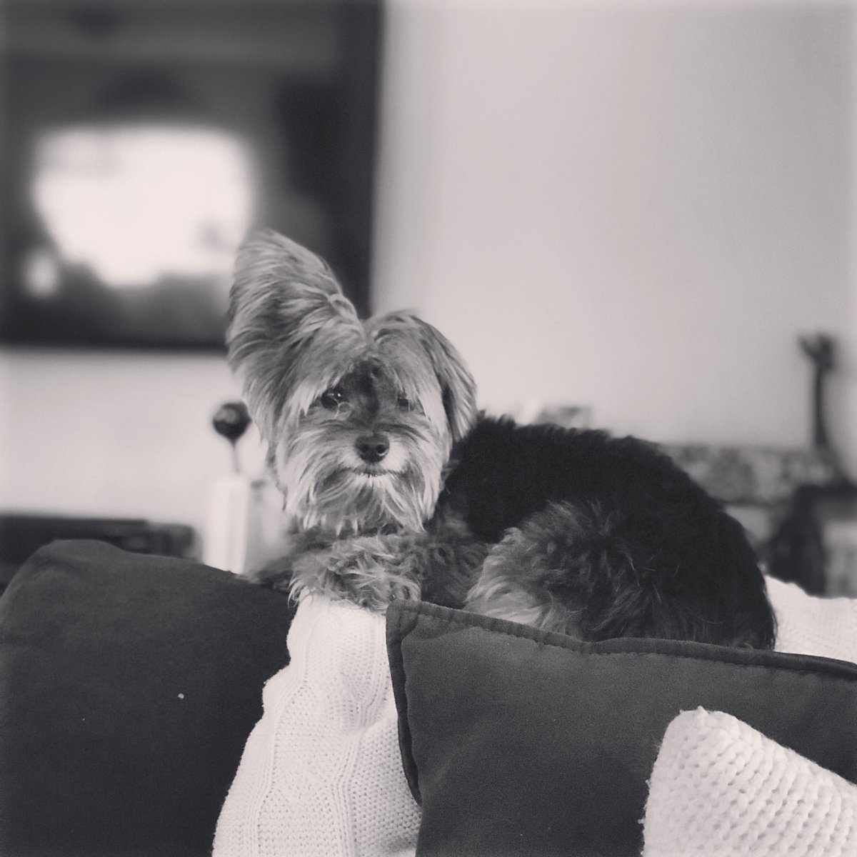 jenkinshire's tweet photo. I can’t tell if she hears me or not! 😂#Yorkie #selectivehearing #oneearup #terrior https://t.co/UxIxG9WMpI