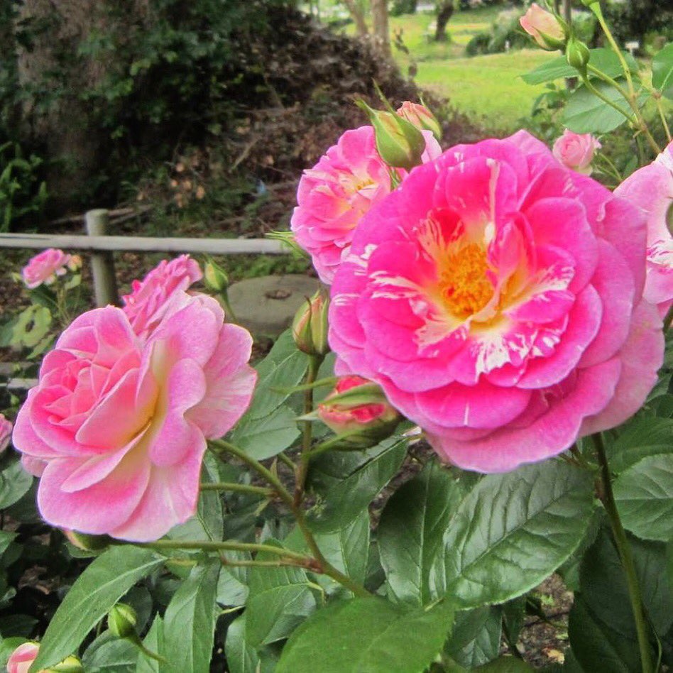 Good morning ! 😀😀😀🌹🌹🌹