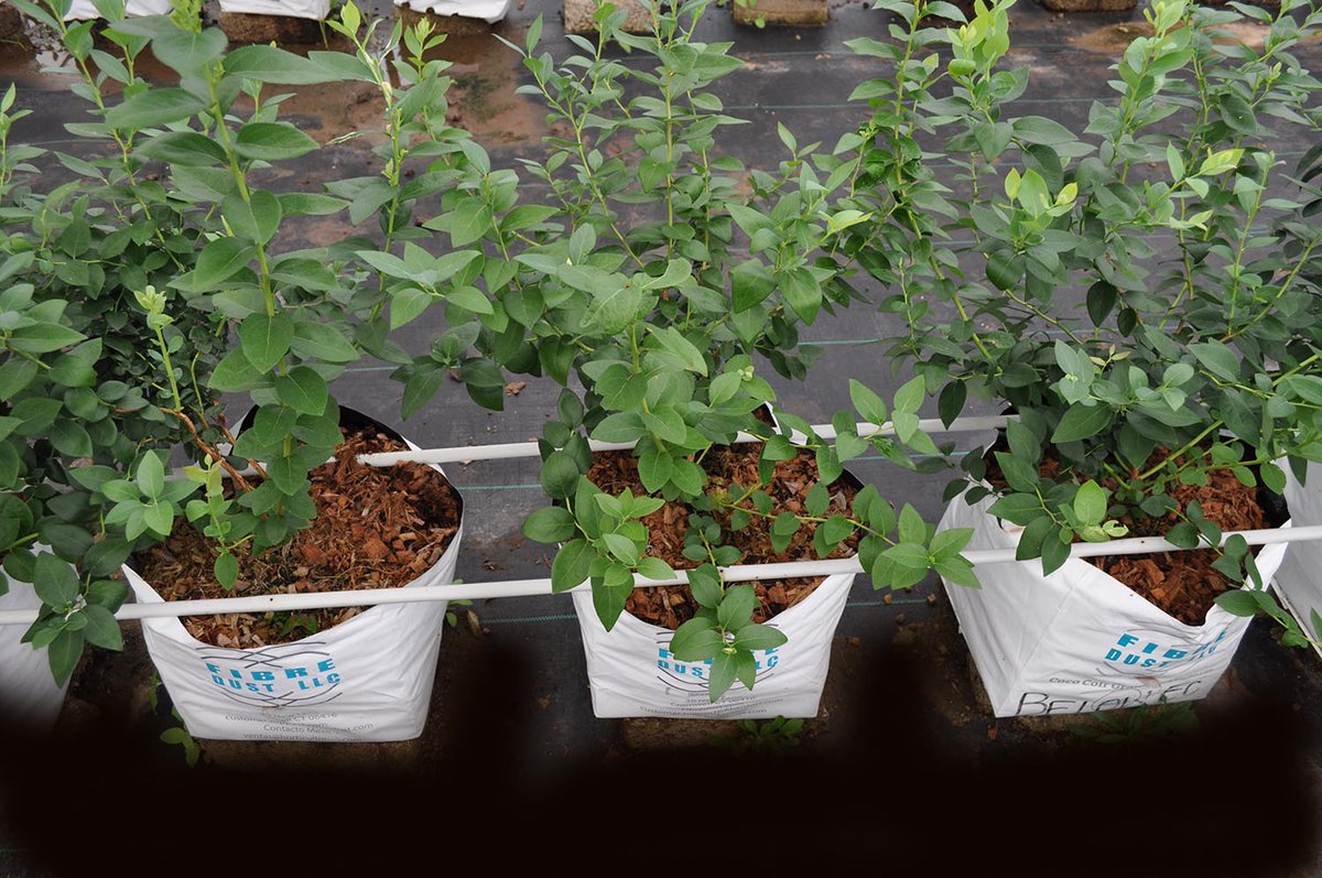 FibreDustLLC's tweet photo. #growing #blueberries? New "True Blue" Blueberry upright #grow bags have 3 #coir texture layers for max #root dev #farming, #agrifood https://t.co/H6qEJT7nCm