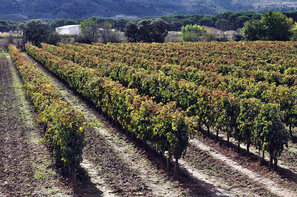 bodegaslleiroso's tweet photo. Hacemos #magia. #bodegaslleiroso https://t.co/aU1Novr3fz