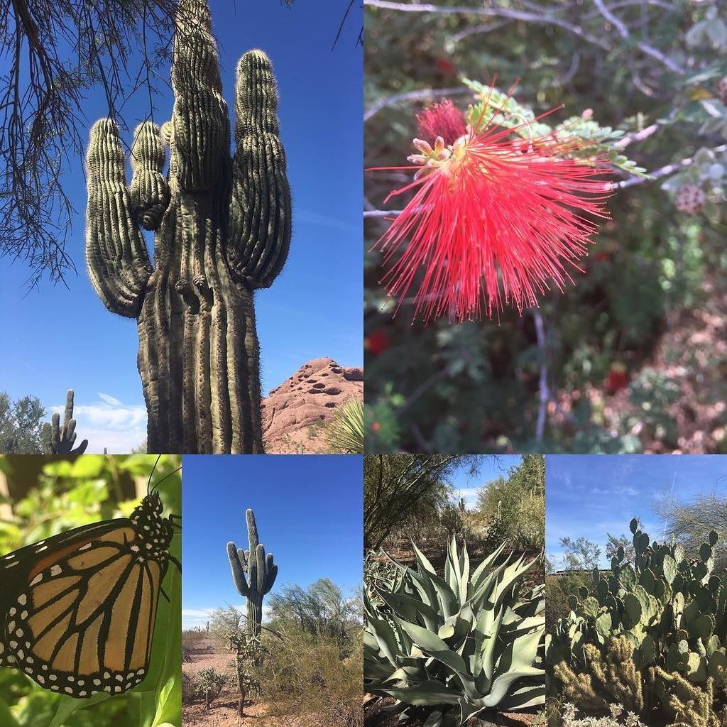 PalateXposure's tweet photo. Postcards from the desert @dbgphx - gorgeous #landscape #landscape_captures #landscapephotography #cactus #succul… https://t.co/OcNDMf2D8B https://t.co/98f672ZcvW