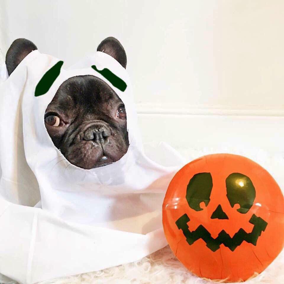 MEET SERGE OUR HALLOWEEN POOCH! Modelling 'Little Pumpkin' for us today! fancy giving it a try? at £12.95 you won't want to miss out! #lush