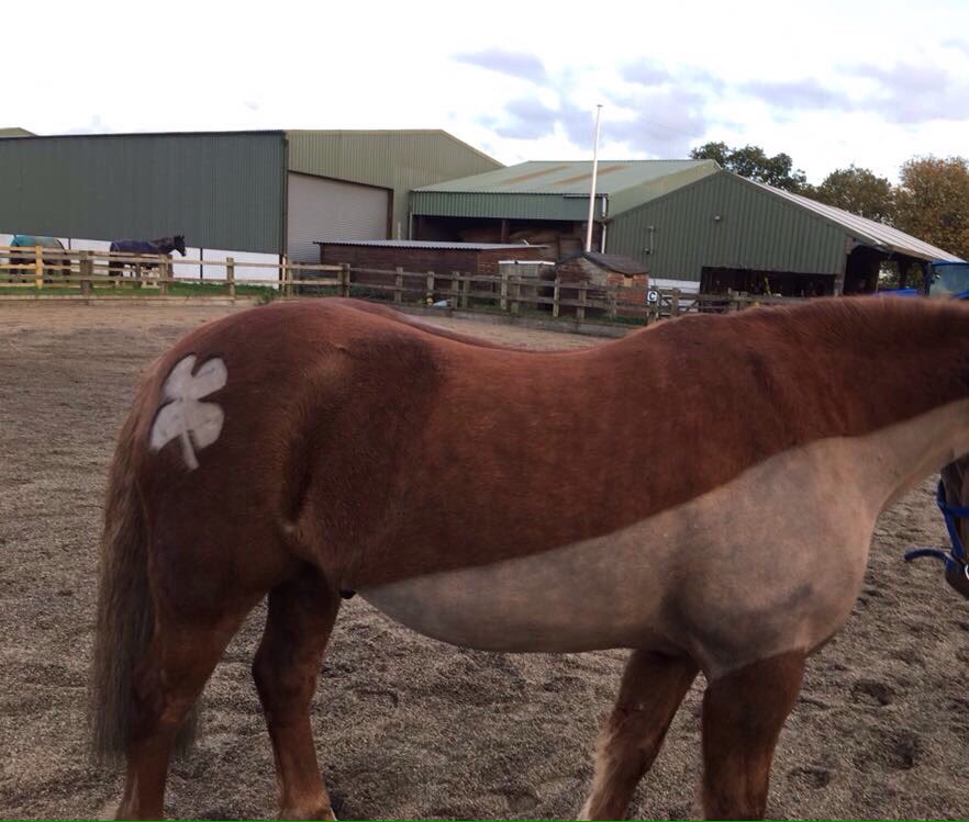 EB_Dressage's tweet photo. Brannie had his clip tonight 😍🍀 #LuckyClover #Dressage #TraceClip #Smart #Pony https://t.co/vGLW4gp2eP