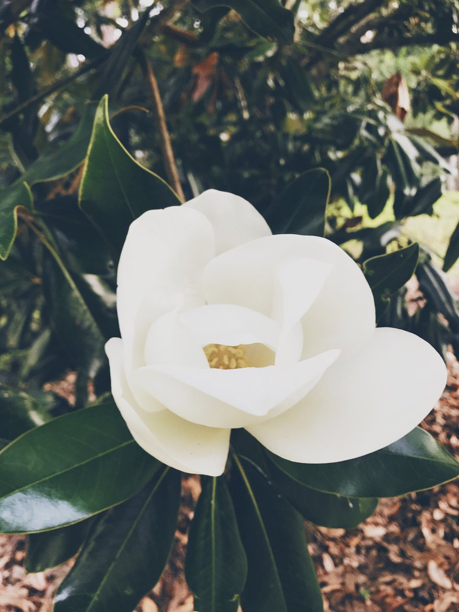 92knots's tweet photo. Home is where the magnolias bloom 🍃 #Magnolia #SouthGeorgia #HomeGrown https://t.co/vsc8eKiUPJ