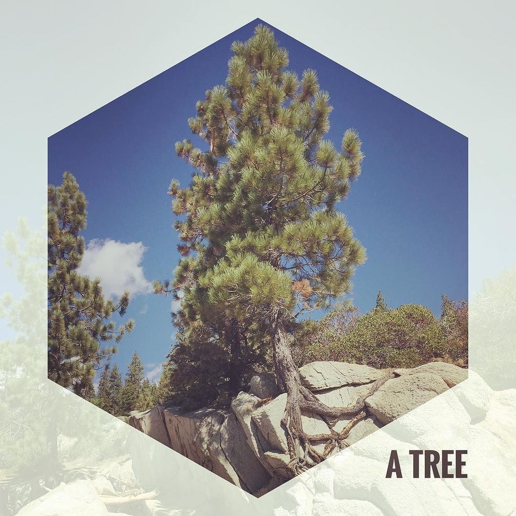 SWTahoe's tweet photo. If you don't like how things are, change it! You are not a 🌲.
.
.
.
#welovetrees #tahoe #forest #inspiration #natu… https://t.co/Z31ROyXe8n https://t.co/es5jrlBRrv