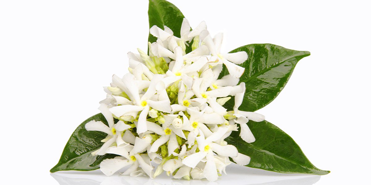 TabithaJK's tweet photo. Key Benefits of Neroli - https://t.co/OcqSW0imes #essentialoil #neroli #organic #greenbeauty #realscent https://t.co/PShTbocO9b