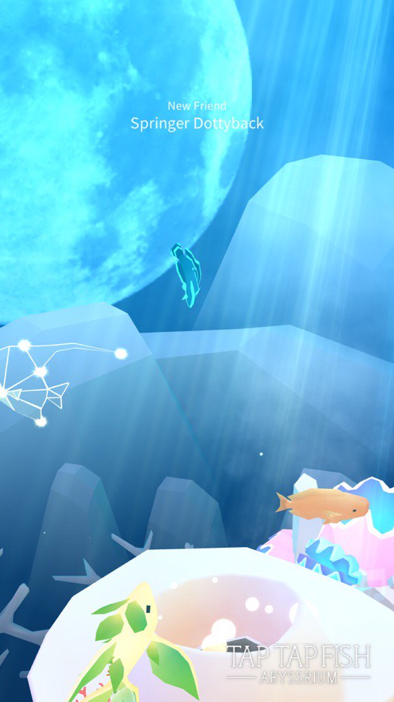 MaiteCecilia's tweet photo. My Springer Dottyback:) 
#taptapfish
Download: https://t.co/yvVMn9DR8t https://t.co/4wqMXhi9Xa