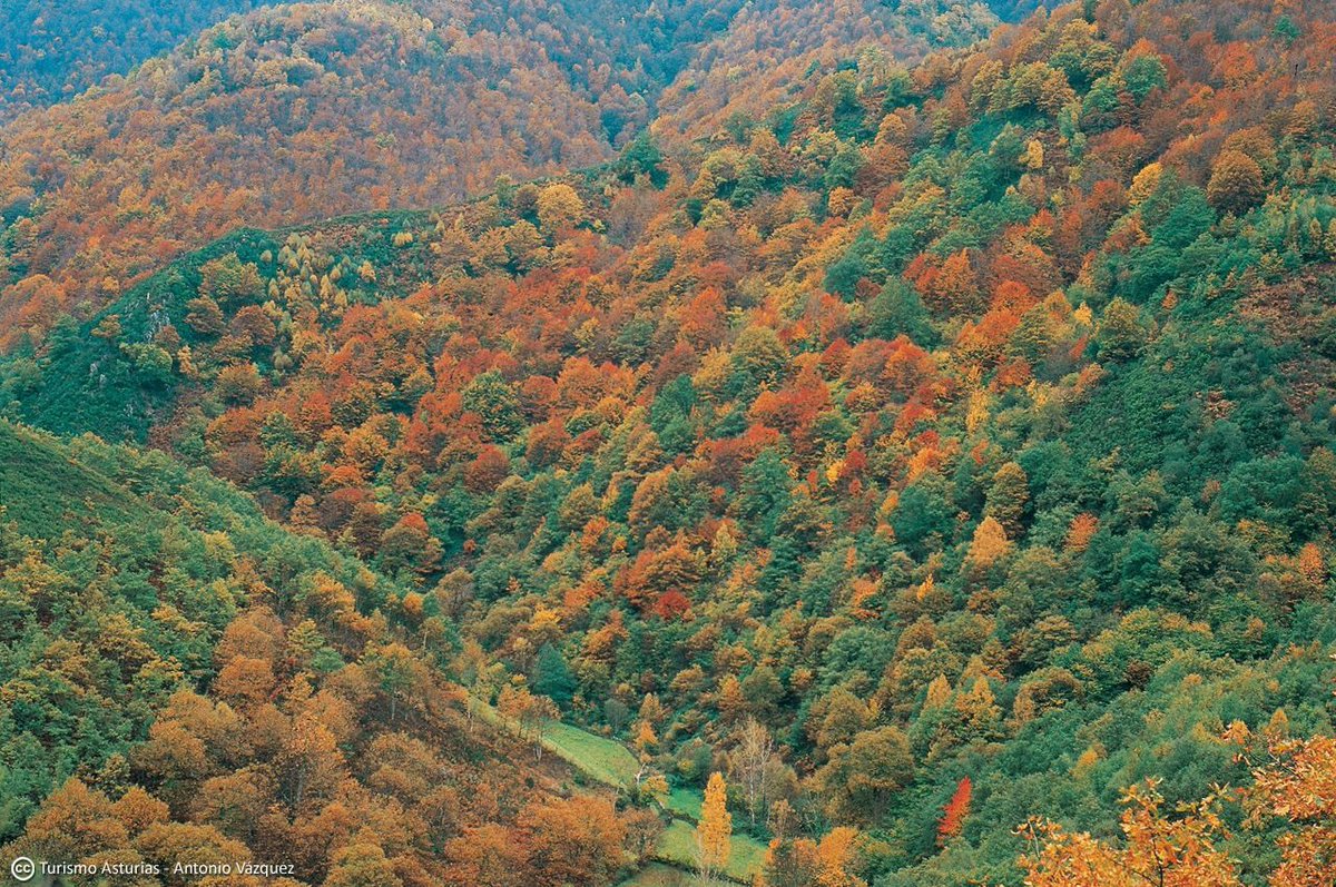 TurismoAsturias's tweet photo. ¡Aquí está! Afortunadamente, intacto... Bosque de #Muniellos en @fuentesdenarcea #Asturias ▶️https://t.co/vzc7f3RjEU https://t.co/UYbJdw42iS